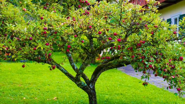 fruit tree