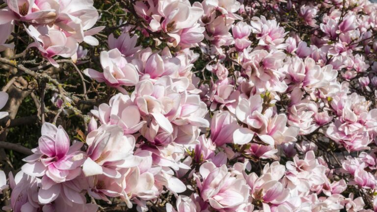 magnolia tree flowers