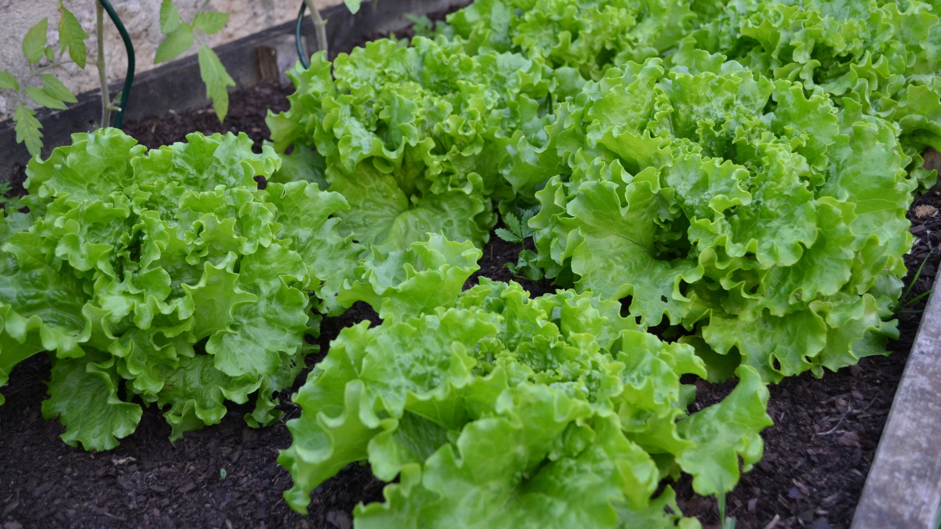 vegetable