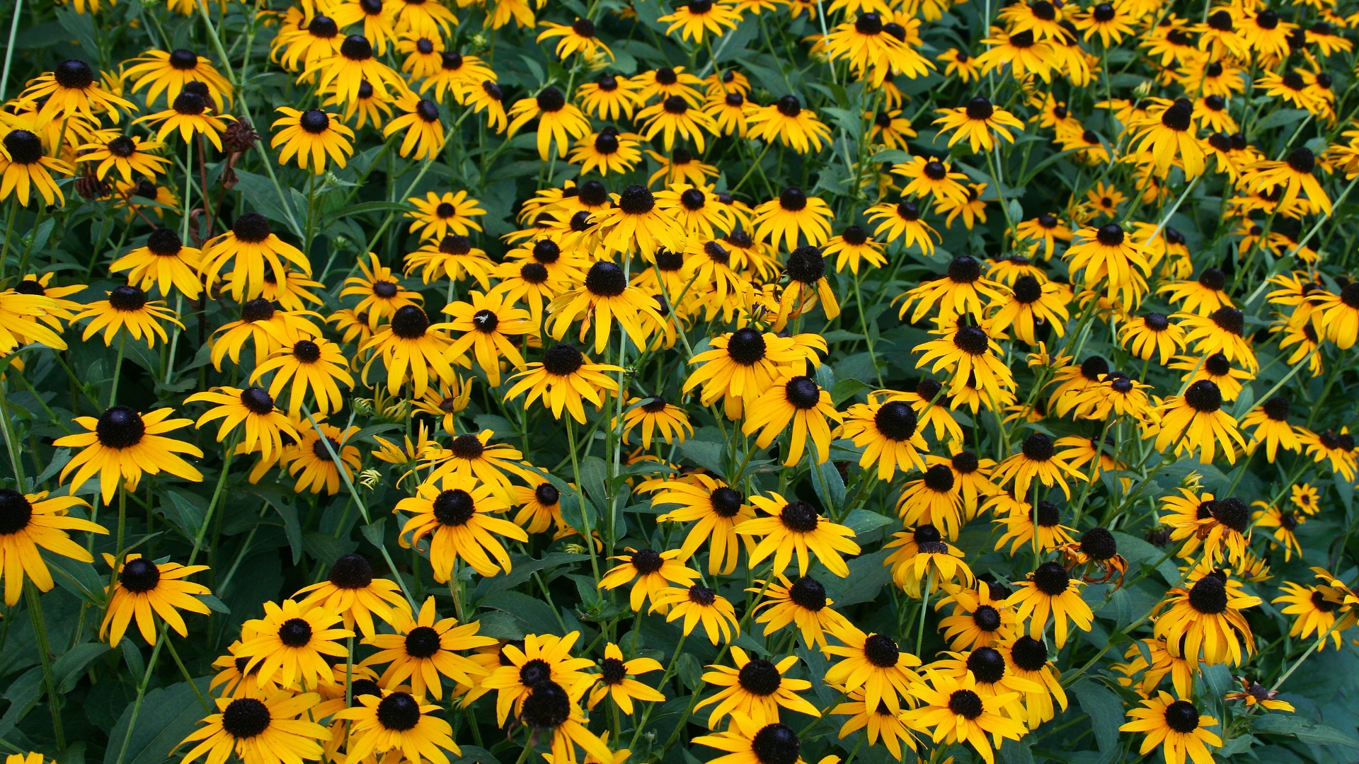 Perennials