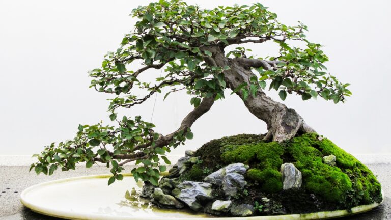 bonsai tree