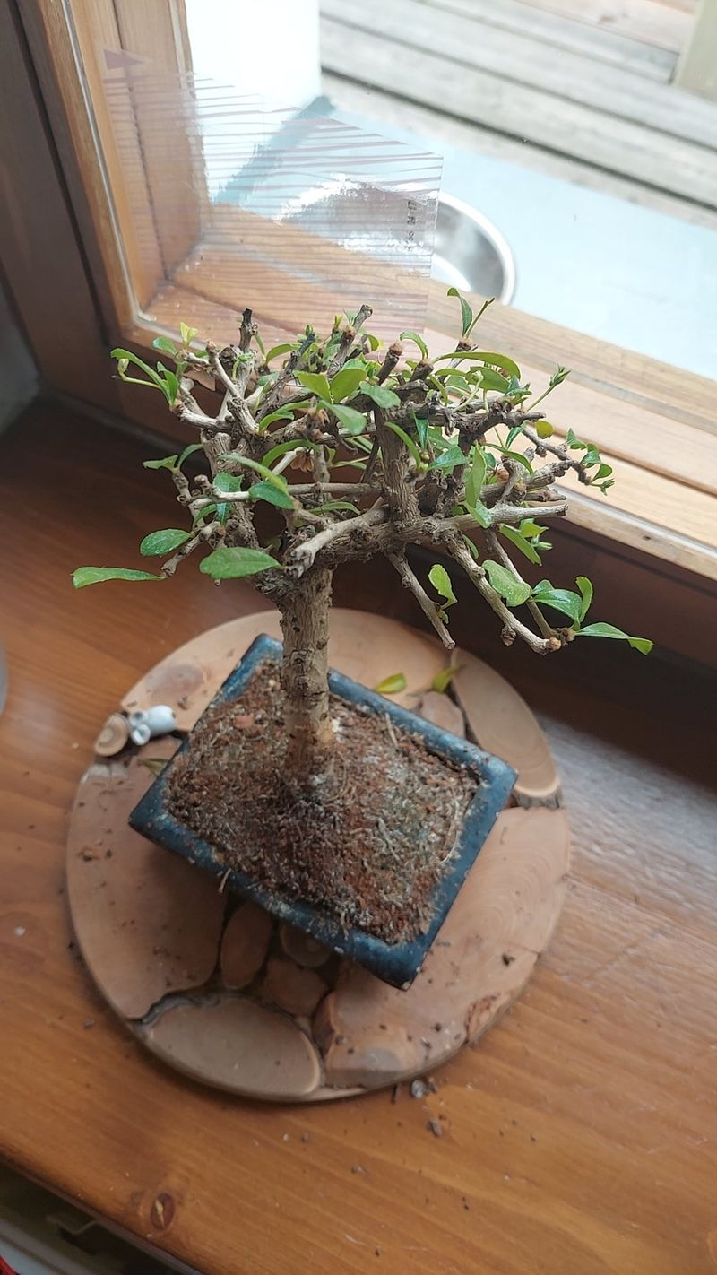 Overwatering