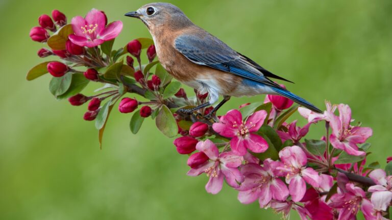 bluebird on a branch