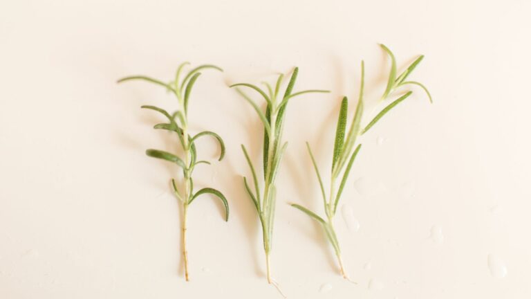 Roots of a Propagated Rosemary Plant