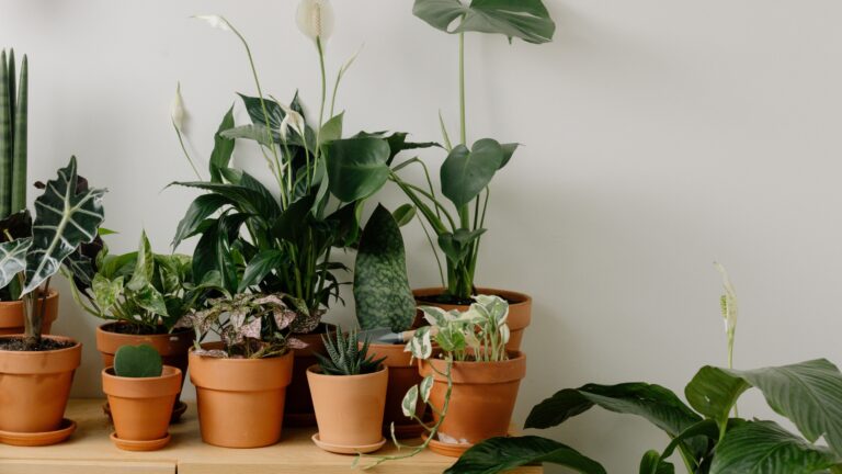houseplant collections