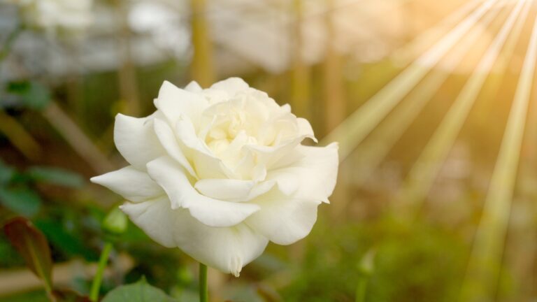 white rose