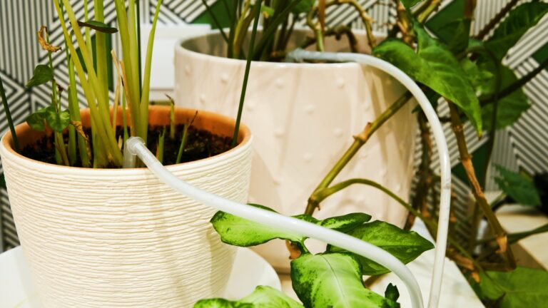 indoor plant drip irrigation system