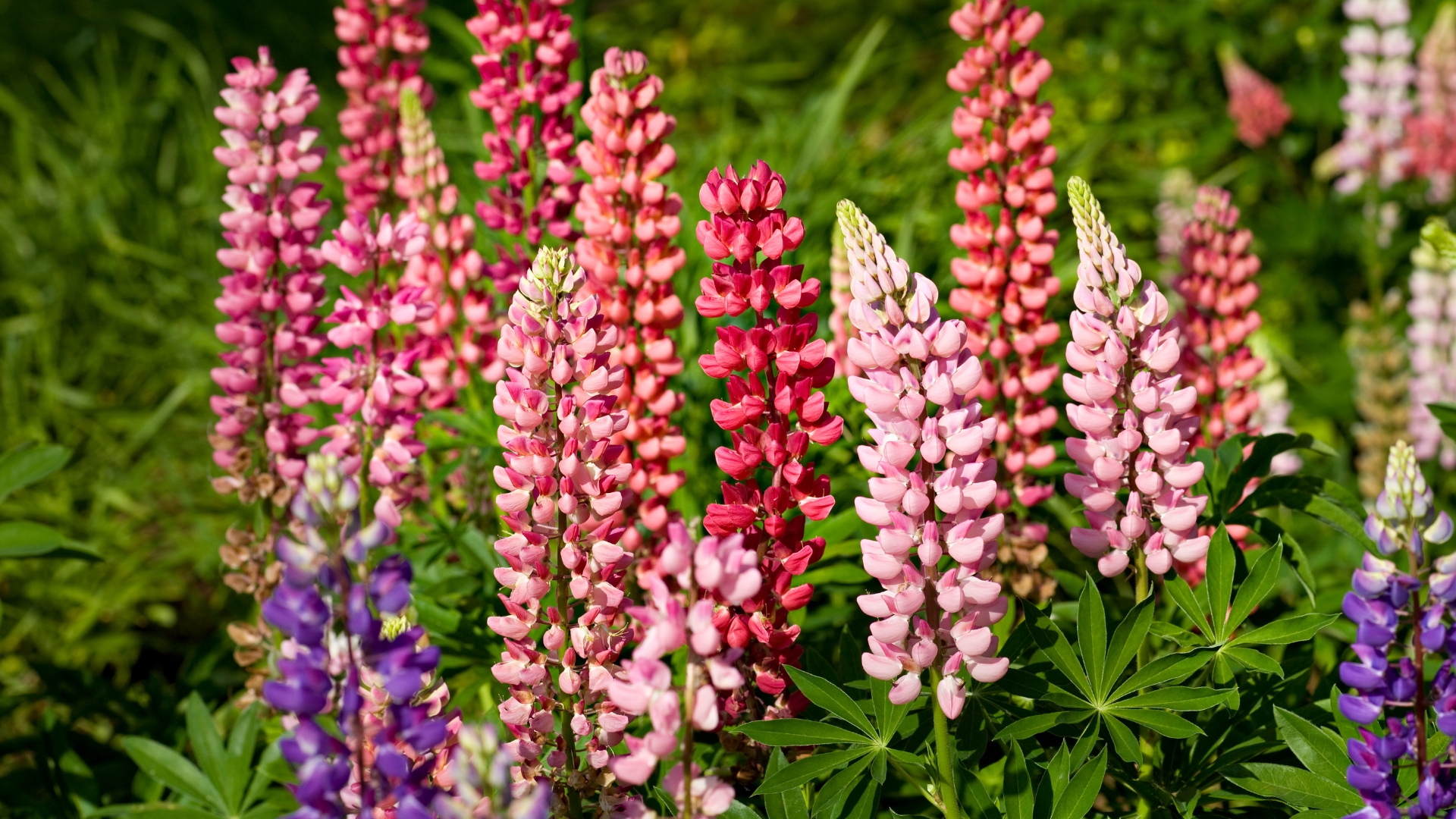 lupine
