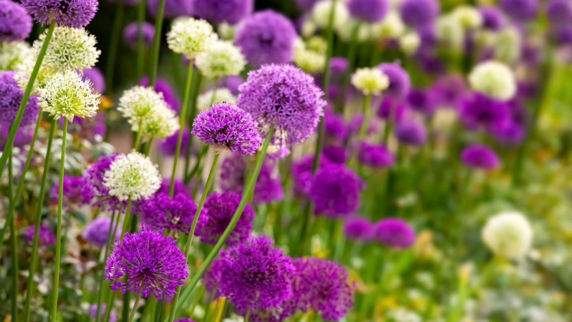 allium plant in bloom