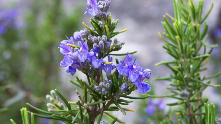 Rosemary