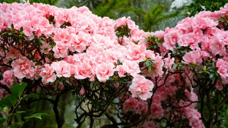 azalea shrub in bloom
