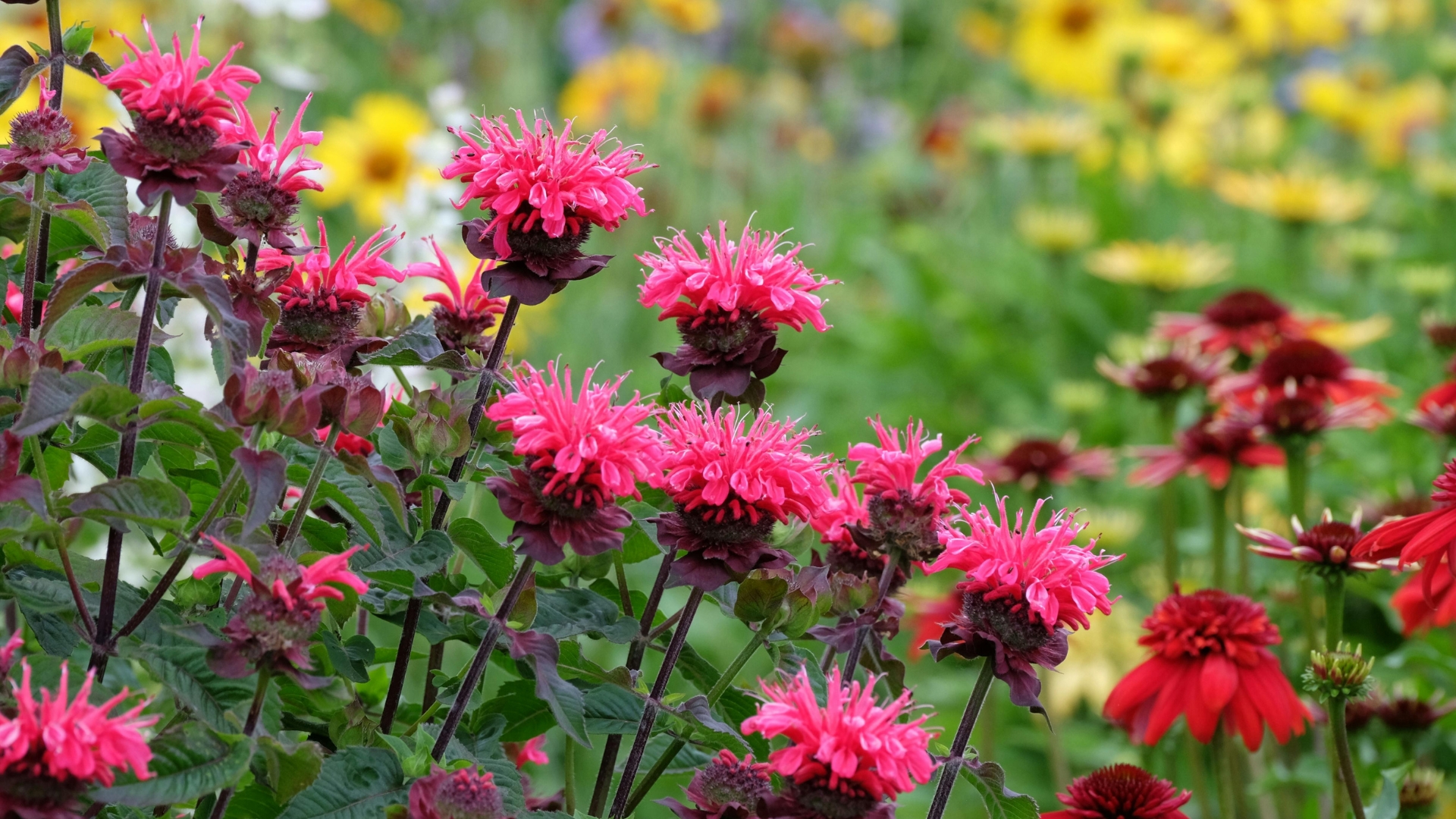 bee balm
