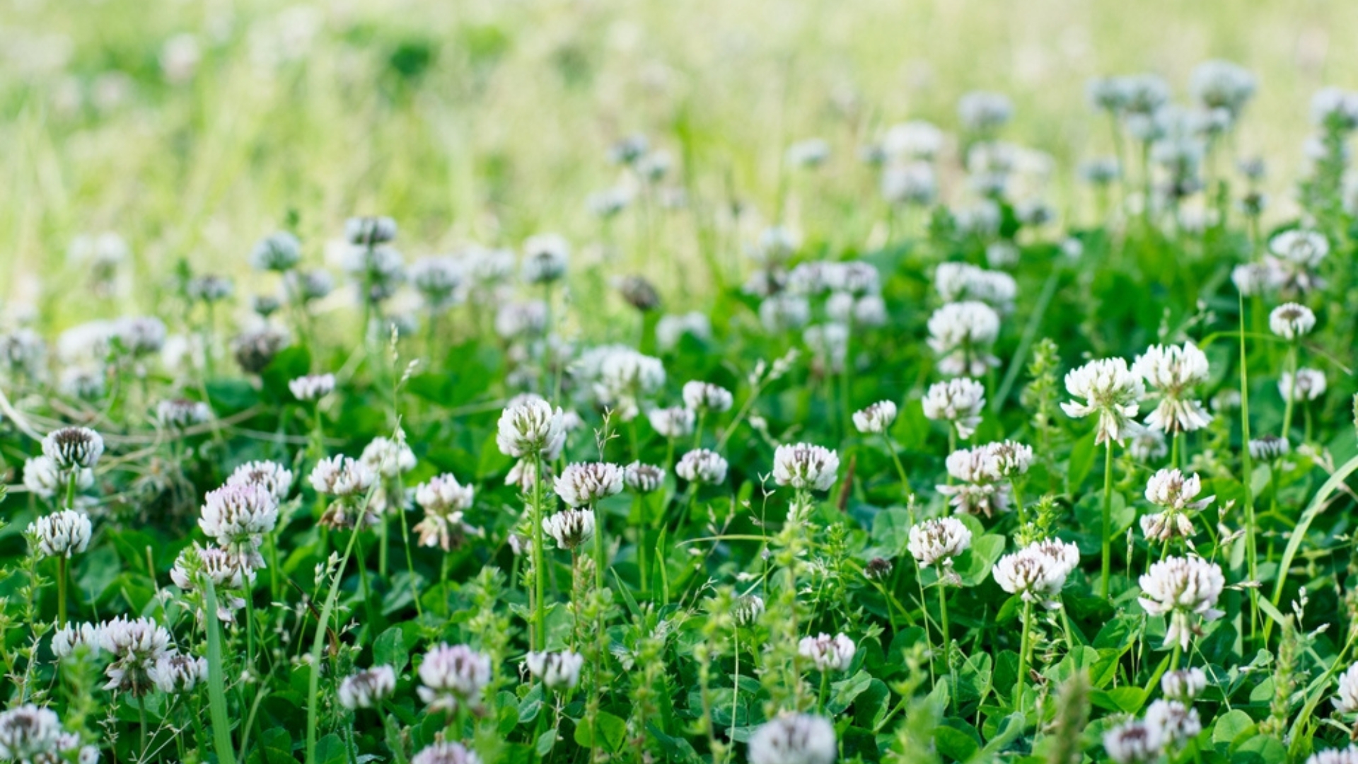 clover field