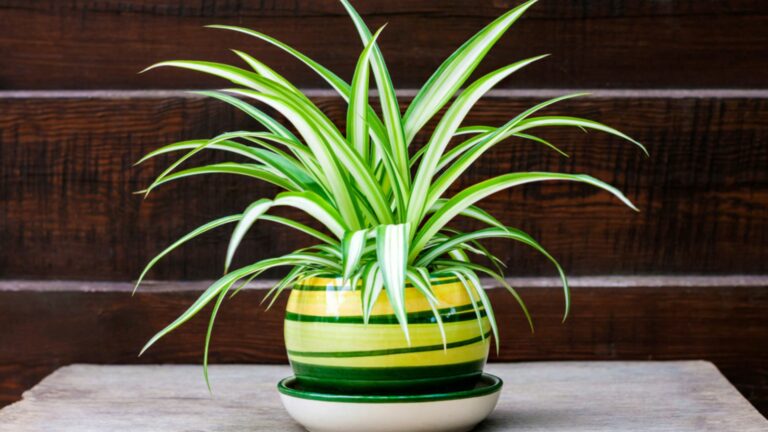 spider plant in pot