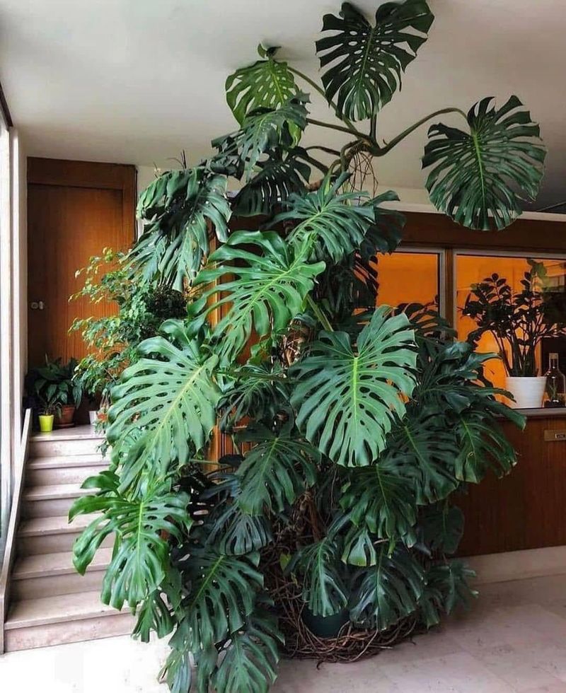 Monstera Deliciosa