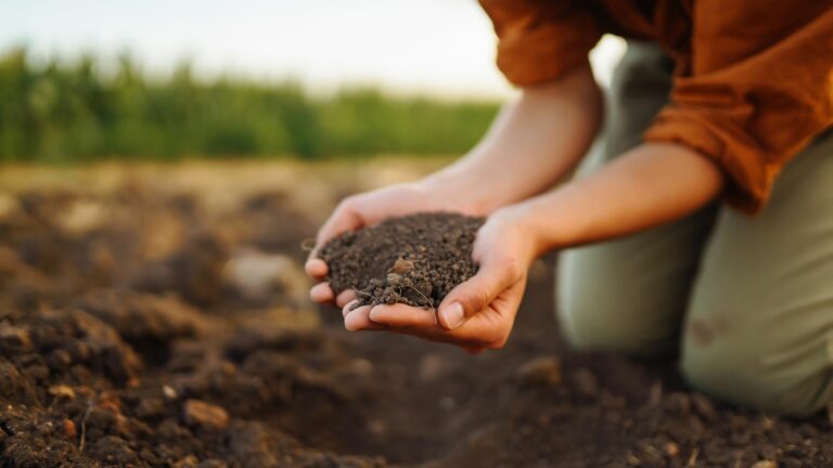 Female Hand of expert farmer collect soil and checking soil health