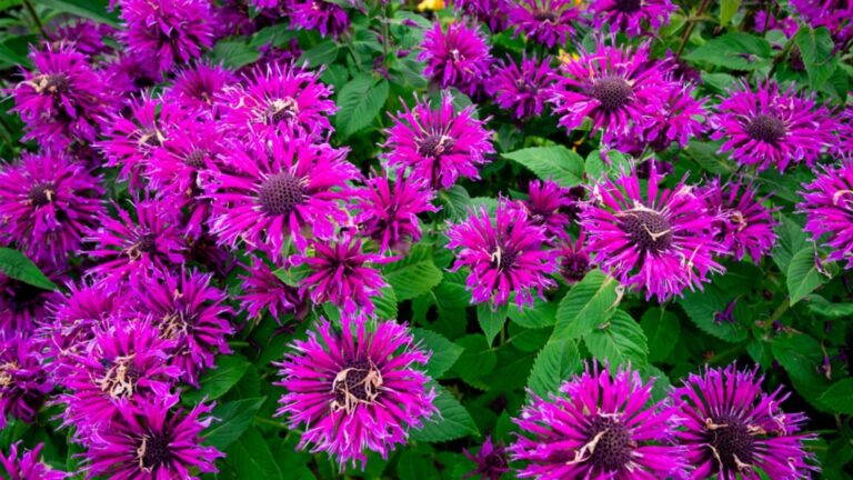 bee balm plant