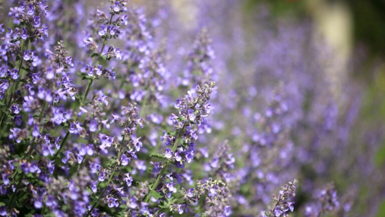 catmint flower growing in garden