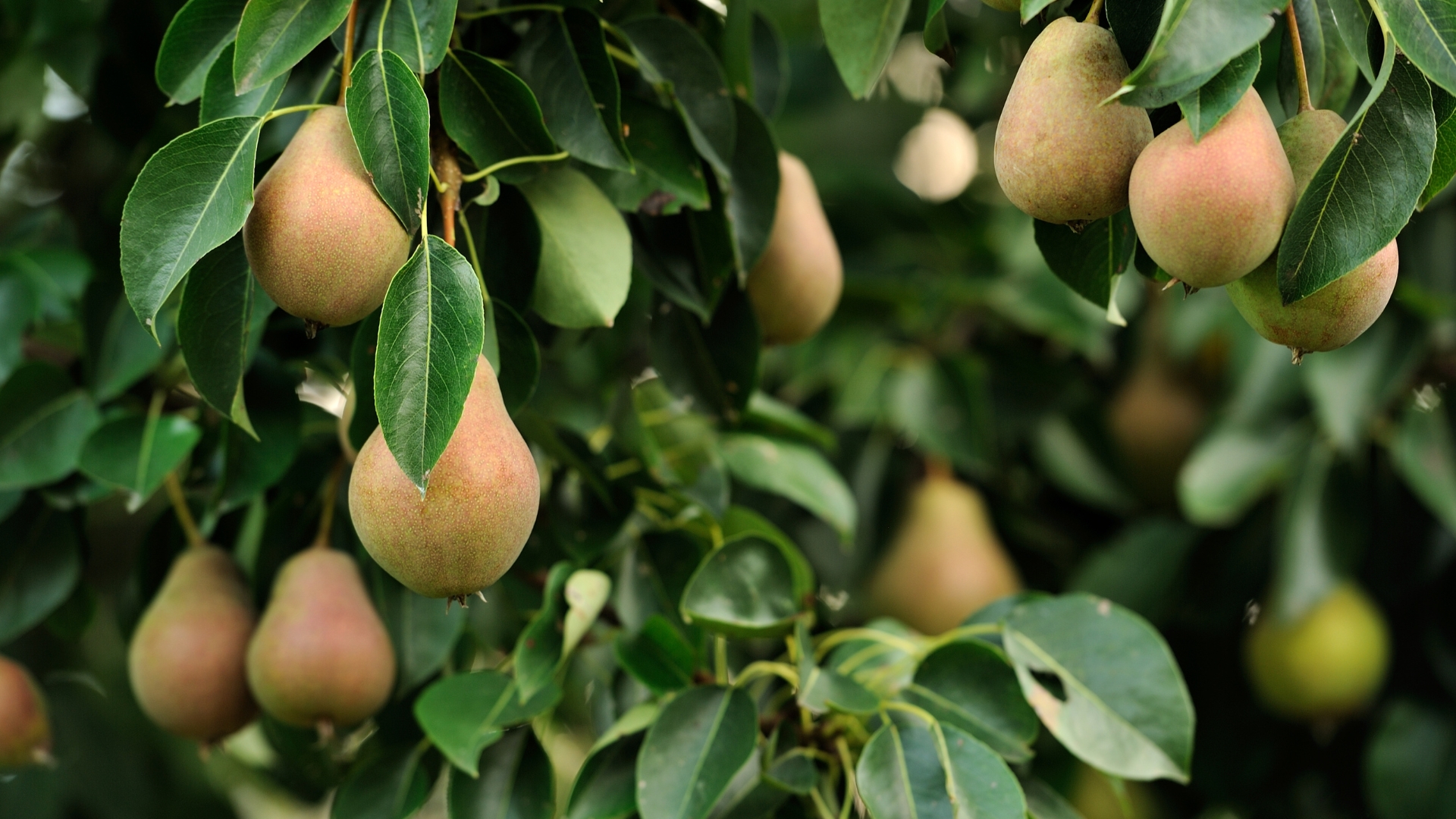 pear tree