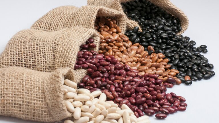 bean seed varieties