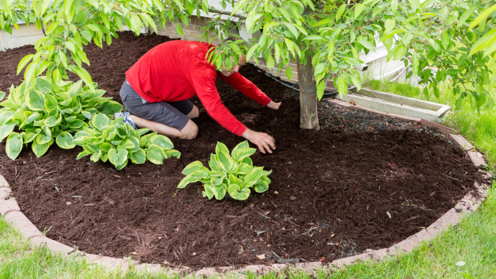 landscaping around trees