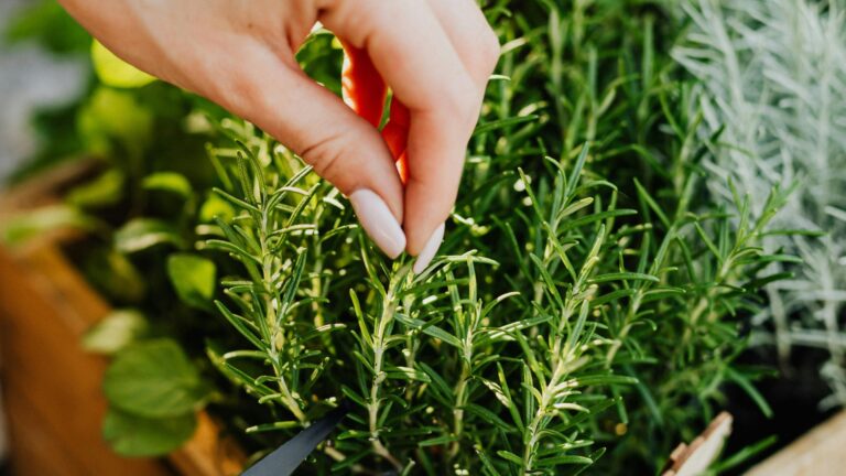 Person Cutting a Rosemary Herb Using Black Scissors