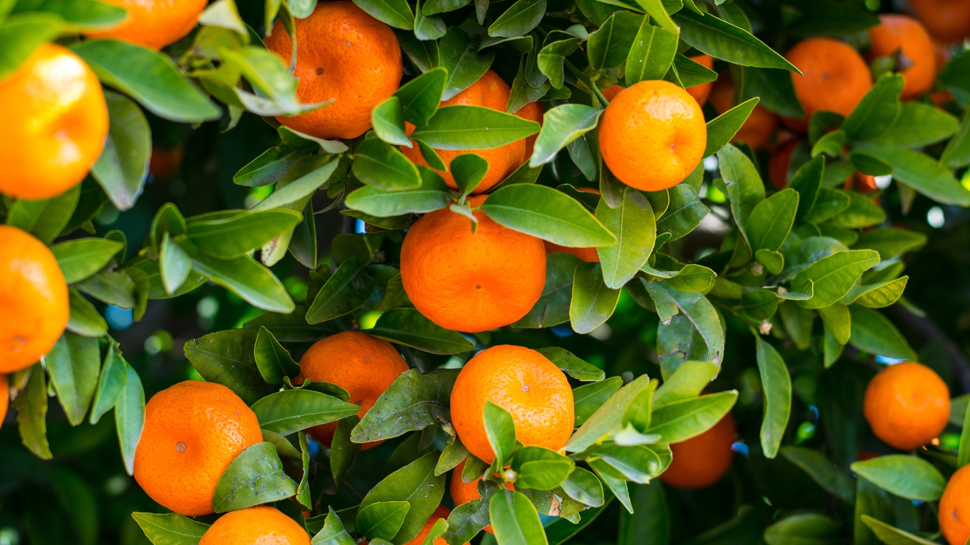 fruit trees