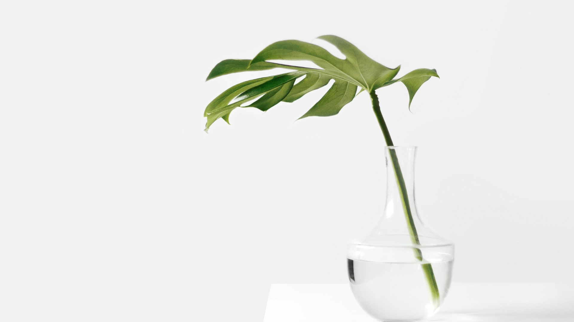 Houseplant
