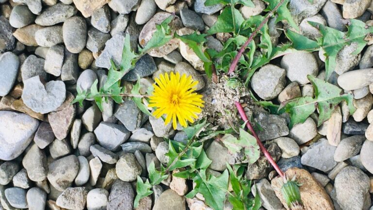 dandelion poking through gravel