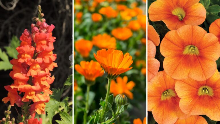 snapdragon, calendula, calibrachoa
