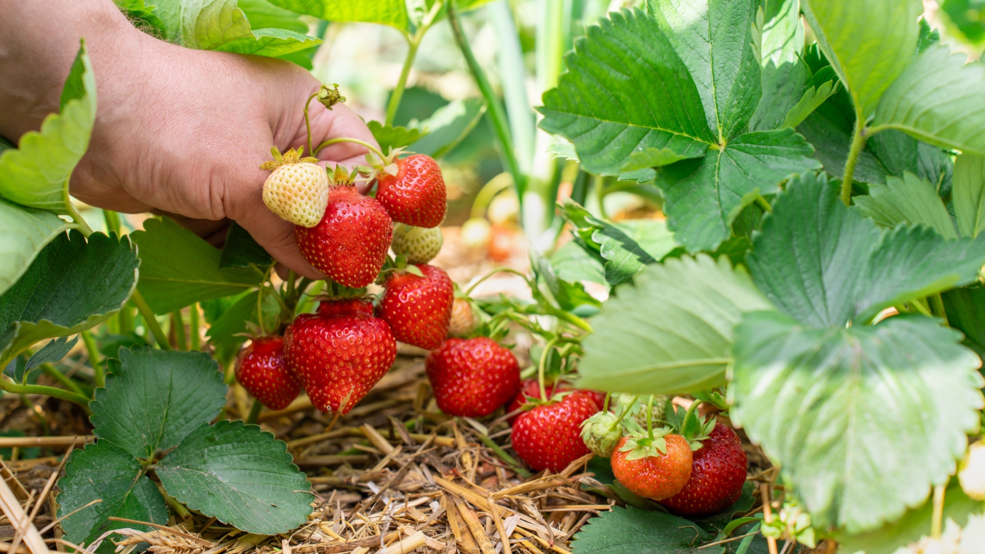 strawberry home garden