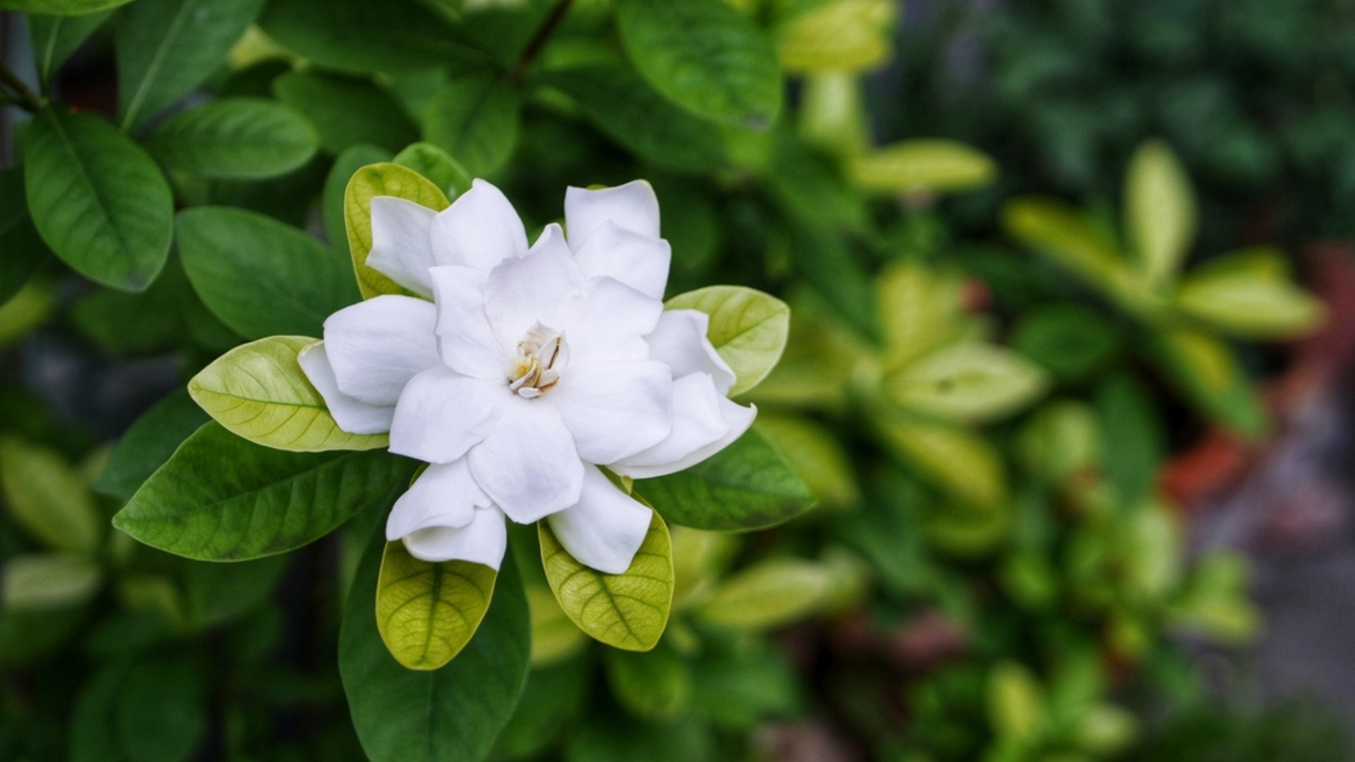gardenia blossom