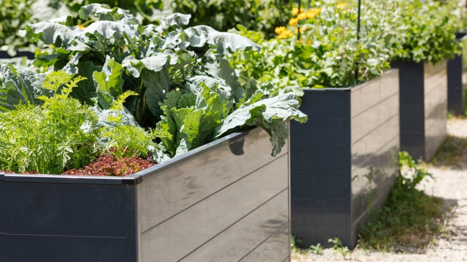 28 Top Vegetables To Grow In Raised Beds (And 7 That Hate Raised Beds)