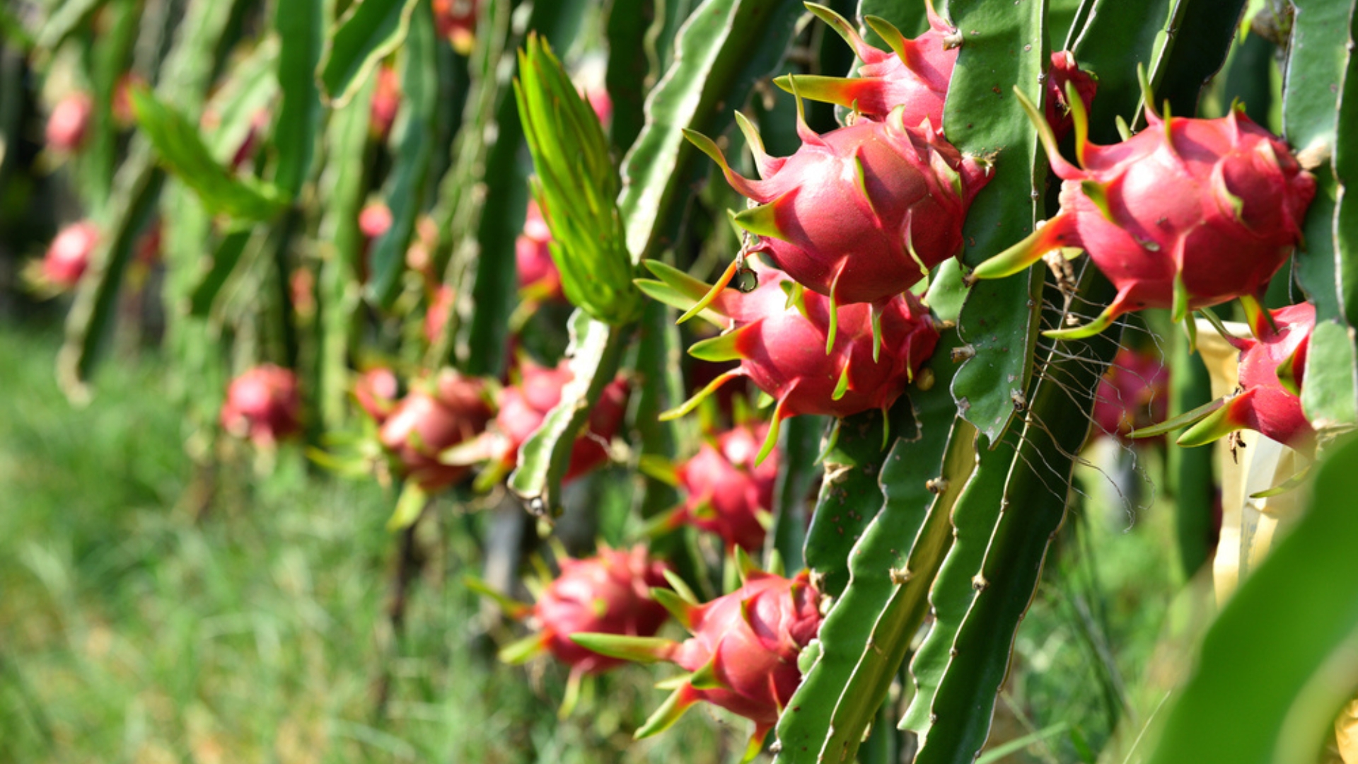 dragon fruit plant