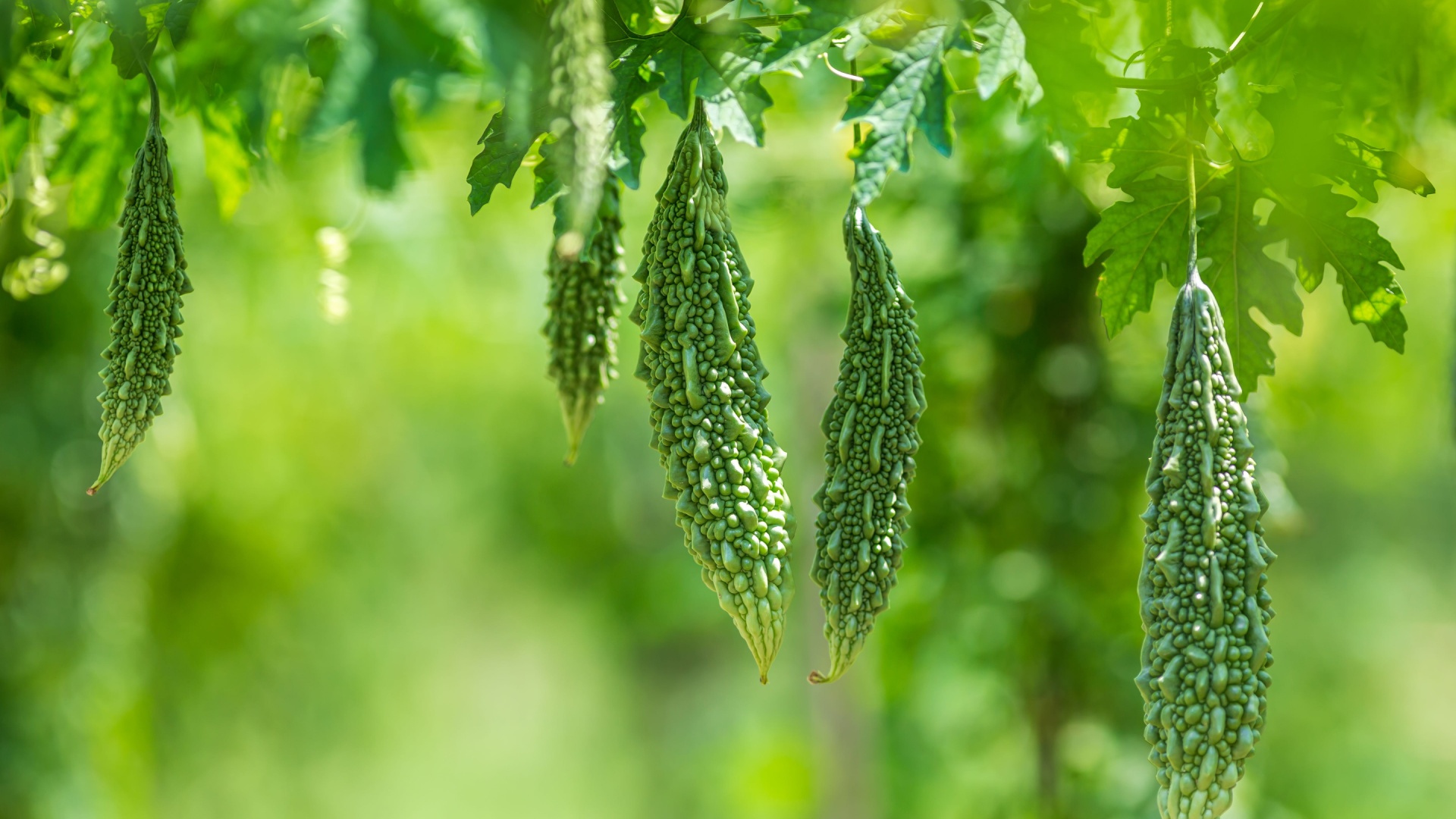 29 Weirdest Vegetables You Can Plant In Your Garden