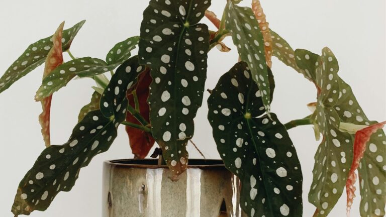 Begonia Maculata