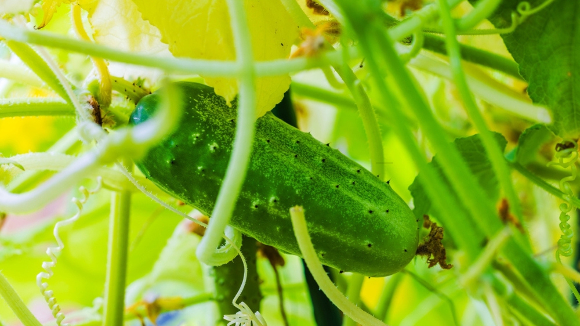 cucumber plant fruit