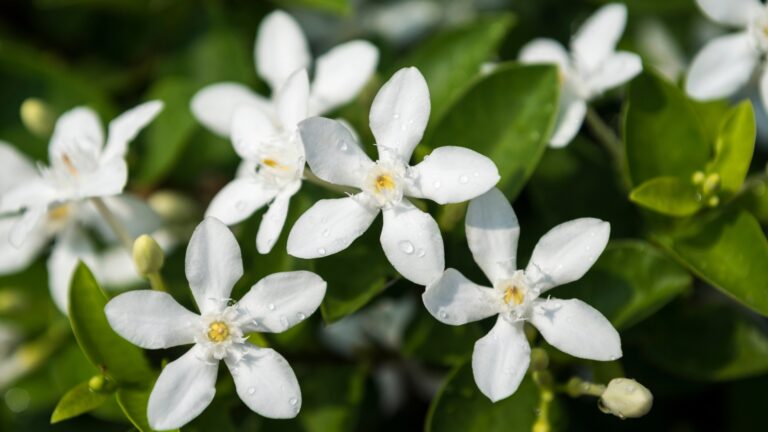 Night-Blooming Jasmine
