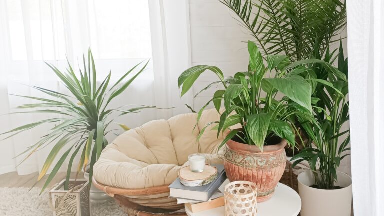 indoor boho plant collection