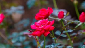 Turned Out Roses 30 Pruning Hacks For Knock Out Roses That’ll Give You Gorgeous Flowers