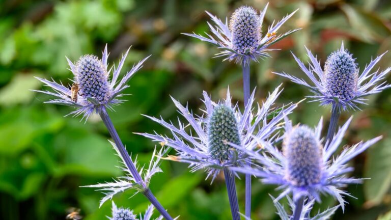 sea holly plant