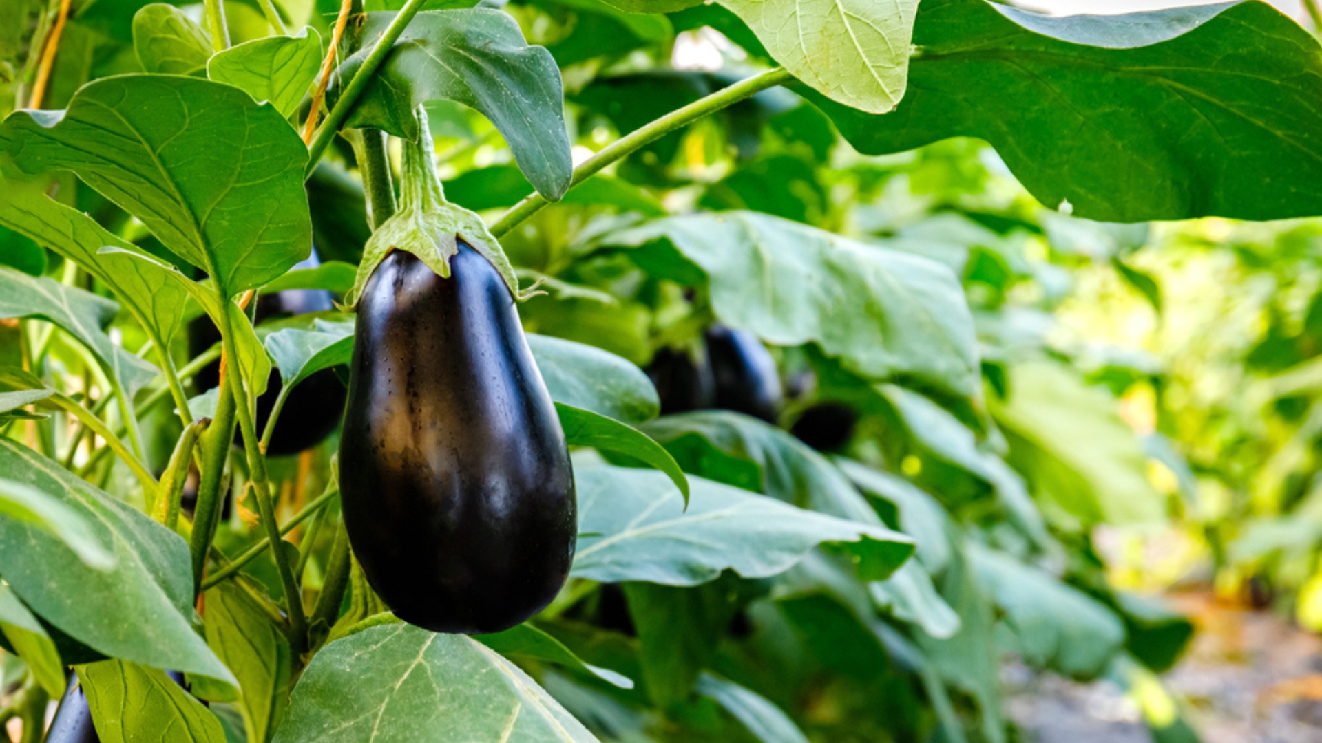 eggplants