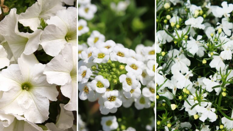 petunia, alyssum, lobelia
