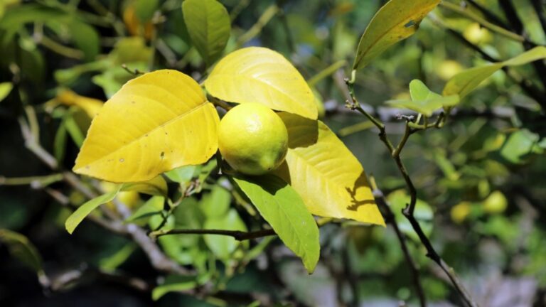dwarf meyer lemon tree