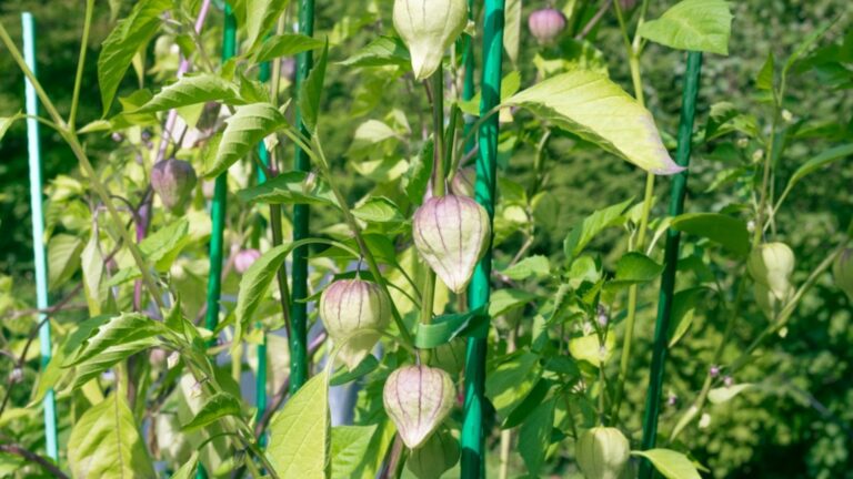 tomatillos plant