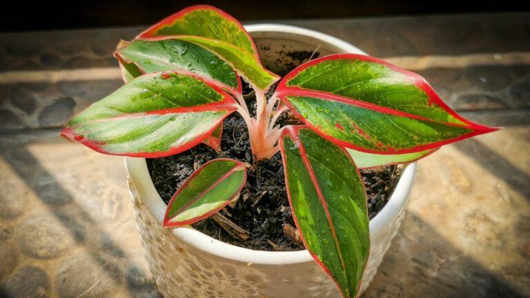 chinese evergreen plant in pot