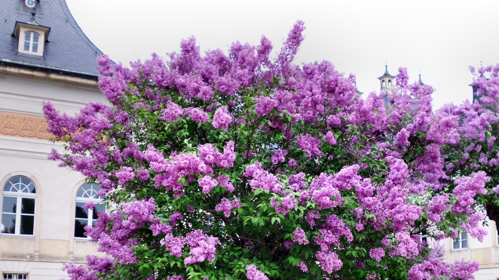 32 Hardy Shrubs That Thrive Anywhere And Always Look Stunning