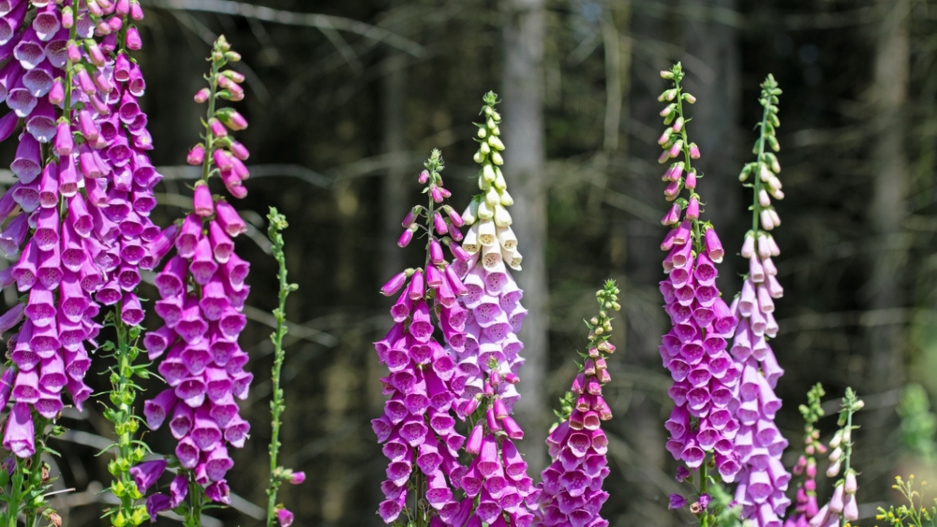 foxglove flowers