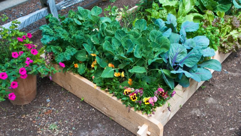 Raised beds