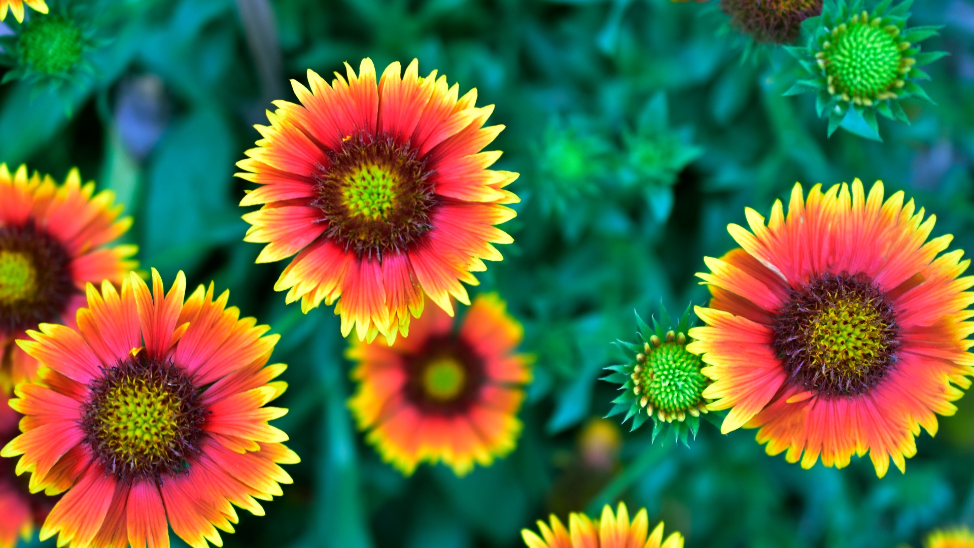 blanket flower